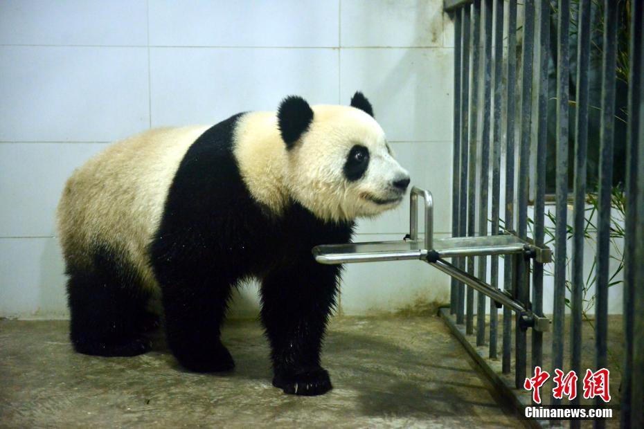 マレーシア生まれのパンダ「暖暖」が中國に帰國し、隔離検疫生活へ