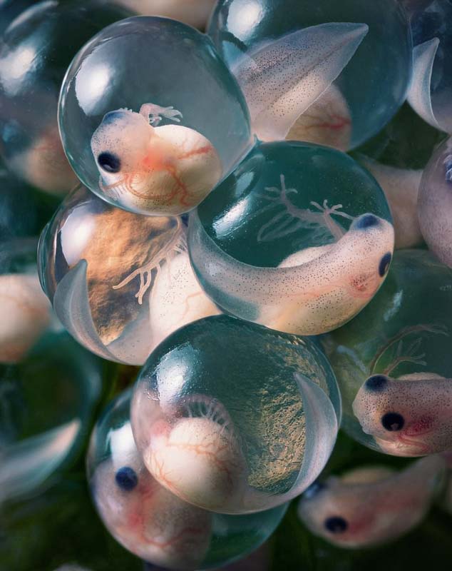 絶滅危懼動(dòng)物の危機(jī)に瀕している様子を捉えた寫真集「ENDANGERED」