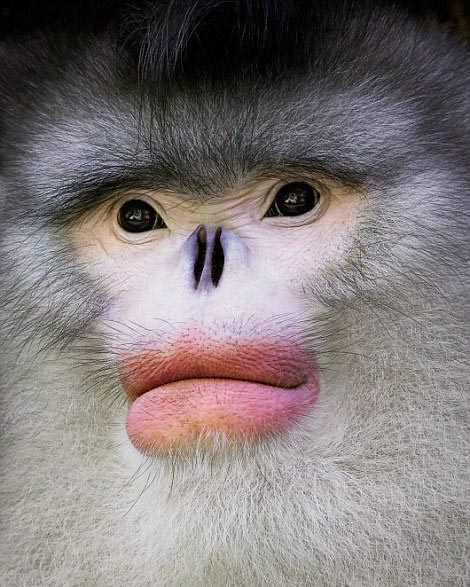 絶滅危懼動物の危機に瀕している様子を捉えた寫真集「ENDANGERED」