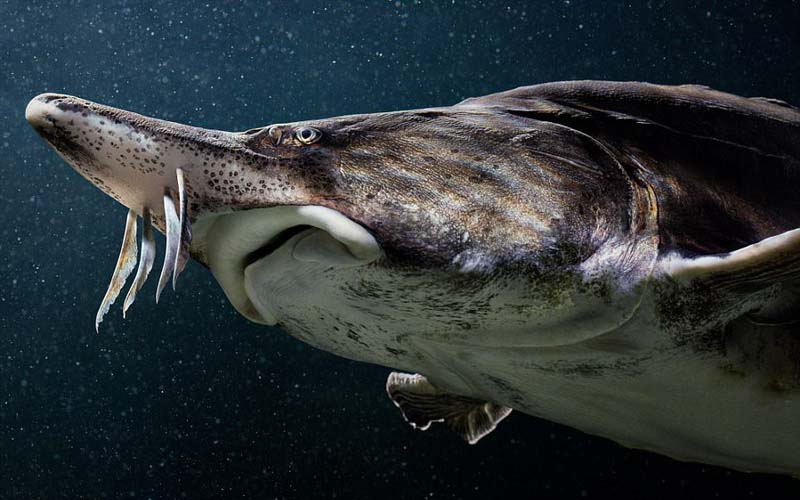 絶滅危懼動物の危機(jī)に瀕している様子を捉えた寫真集「ENDANGERED」