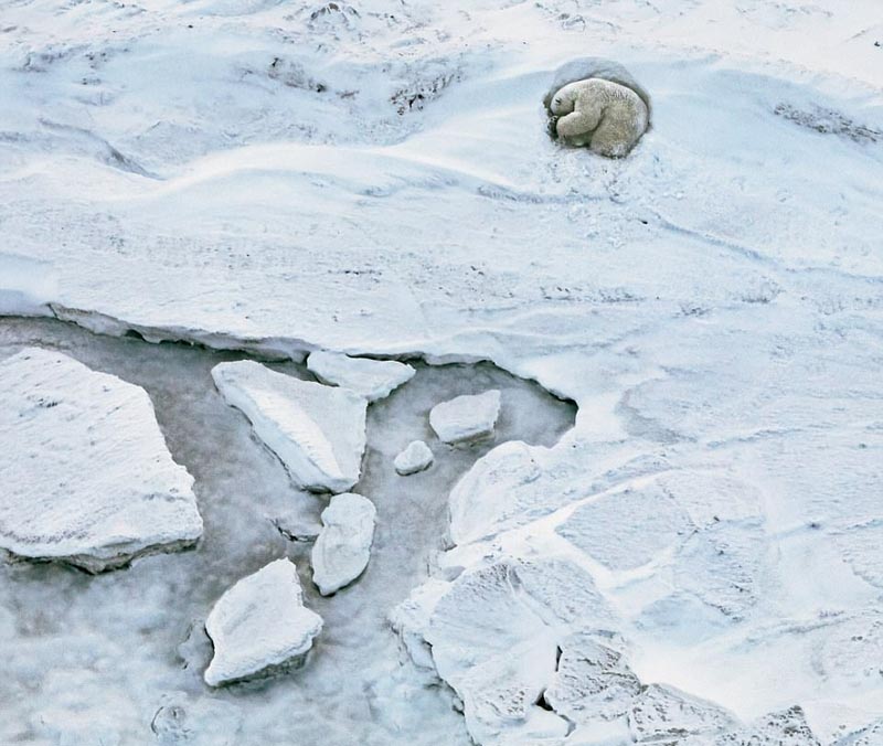 絶滅危懼動(dòng)物の危機(jī)に瀕している様子を捉えた寫(xiě)真集「ENDANGERED」