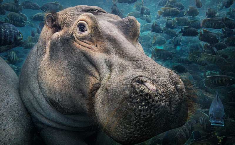 絶滅危懼動物の危機(jī)に瀕している様子を捉えた寫真集「ENDANGERED」