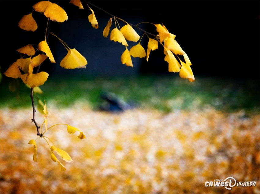 「神様目線」で古観音禪寺の美しいイチョウの大木をドローン撮影　西安市
