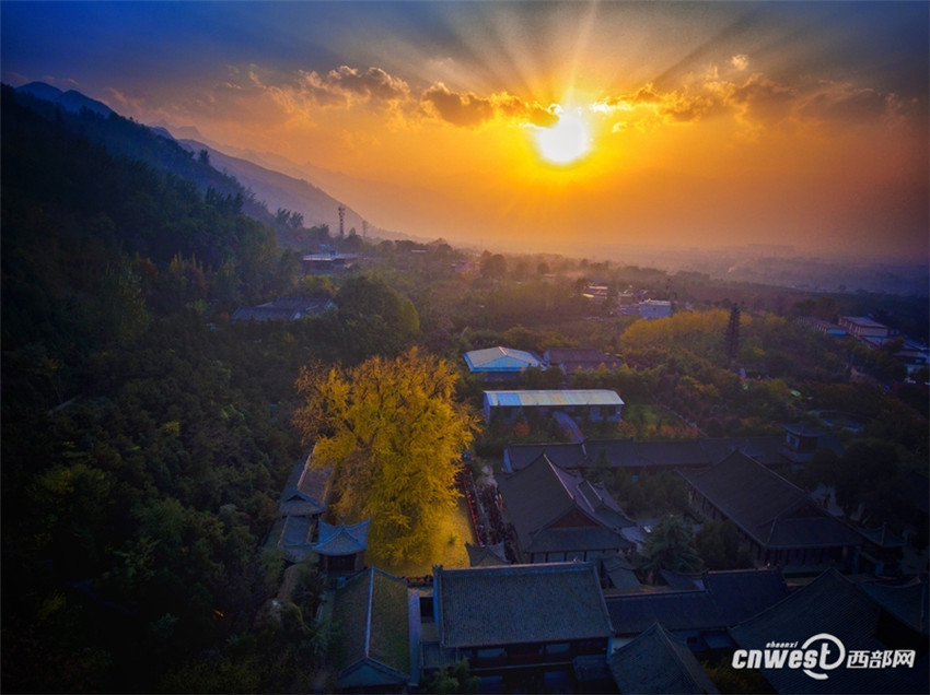「神様目線」で古観音禪寺の美しいイチョウの大木をドローン撮影　西安市