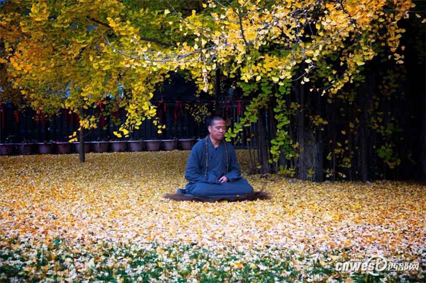 「神様目線」で古観音禪寺の美しいイチョウの大木をドローン撮影　西安市