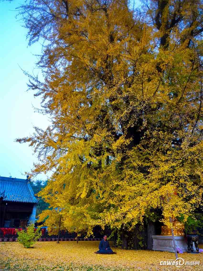 「神様目線」で古観音禪寺の美しいイチョウの大木をドローン撮影　西安市