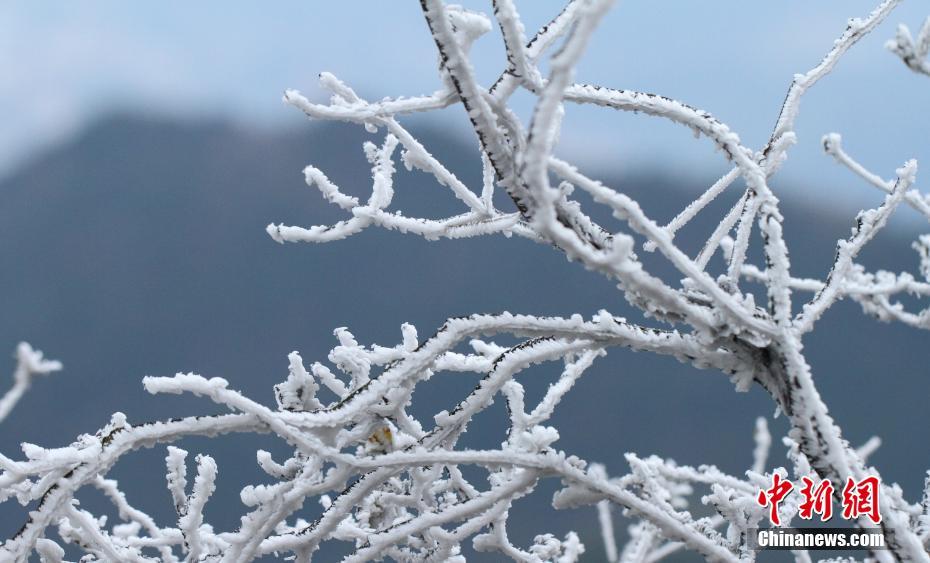 寒波で廬山に美しい樹氷現(xiàn)る　江西省