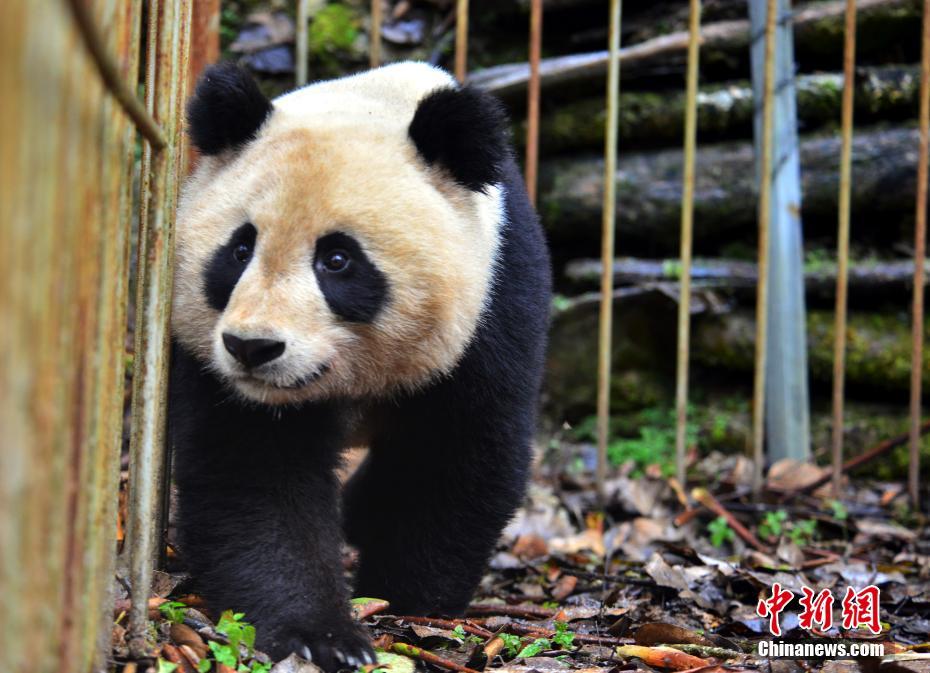 野性化訓(xùn)練中のパンダ捕獲成功　まもなく自然へ　四川省