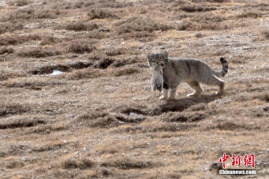 自然界の弱肉強食　マヌルネコが獲物を奪われた決定的瞬間　青海省