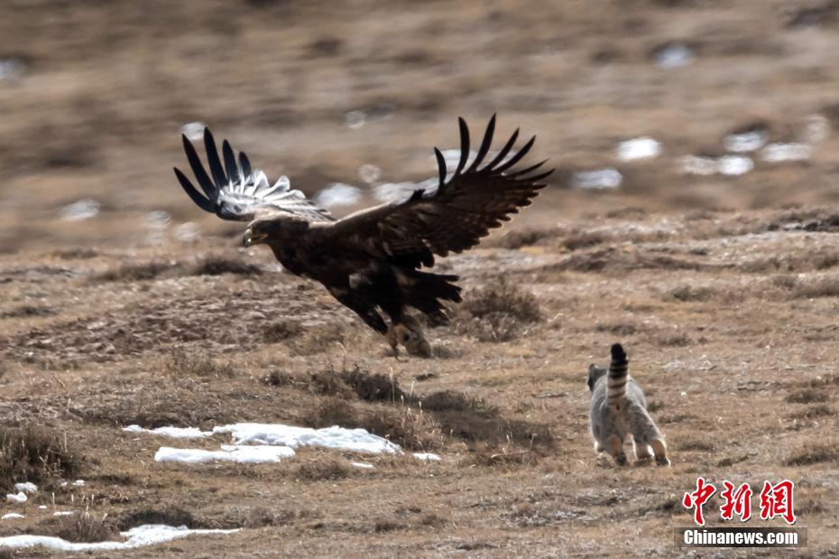 自然界の弱肉強(qiáng)食　マヌルネコが獲物を奪われた決定的瞬間　青海省