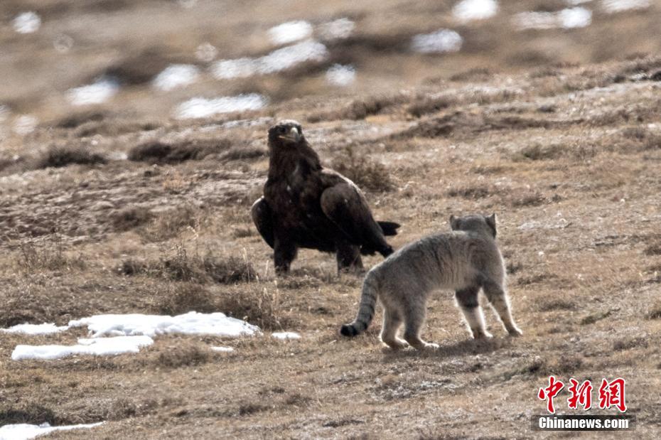 自然界の弱肉強食　マヌルネコが獲物を奪われた決定的瞬間　青海省