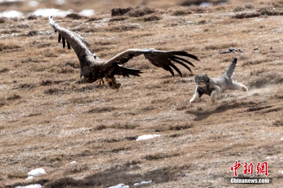 自然界の弱肉強(qiáng)食　マヌルネコが獲物を奪われた決定的瞬間　青海省