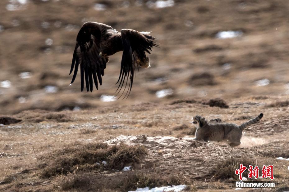 自然界の弱肉強(qiáng)食　マヌルネコが獲物を奪われた決定的瞬間　青海省