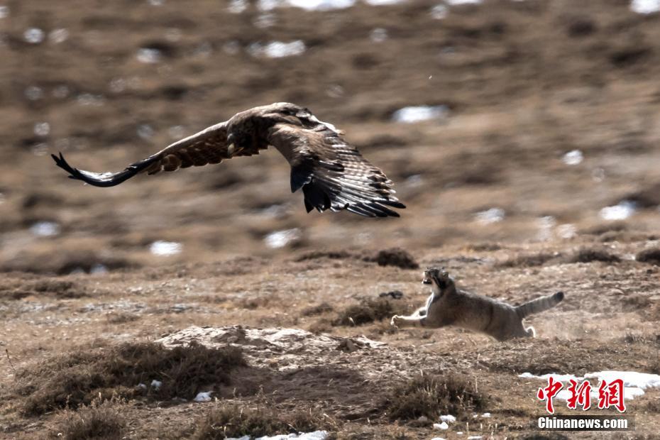 自然界の弱肉強(qiáng)食　マヌルネコが獲物を奪われた決定的瞬間　青海省