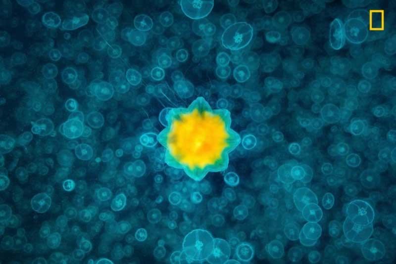 米「ナショナルジオグラフィック」寫真コンテスト優(yōu)秀作品