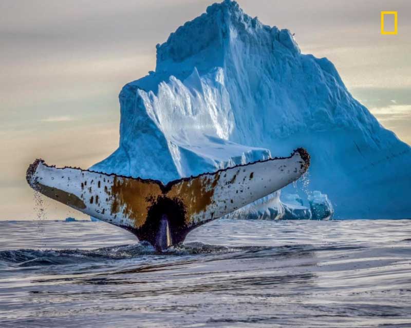 米「ナショナルジオグラフィック」寫真コンテスト優(yōu)秀作品