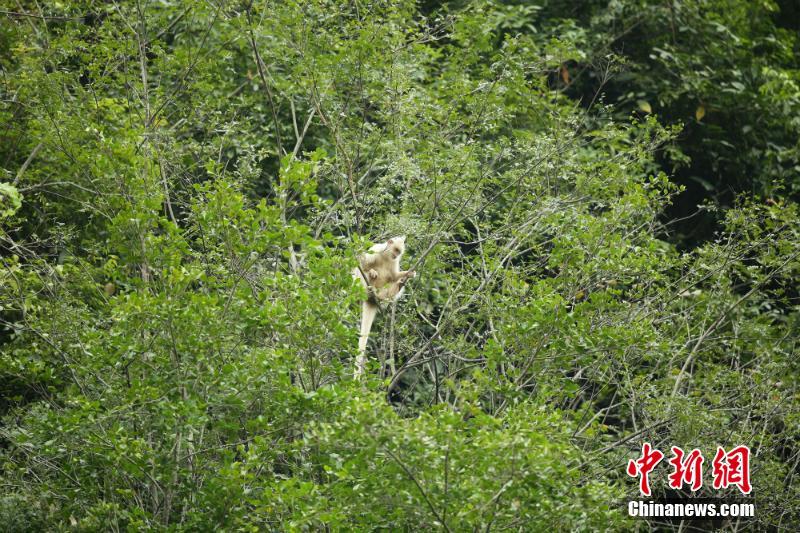 體毛が真っ白　珍しいフランソワルトンのアルビノ種を発見(jiàn)