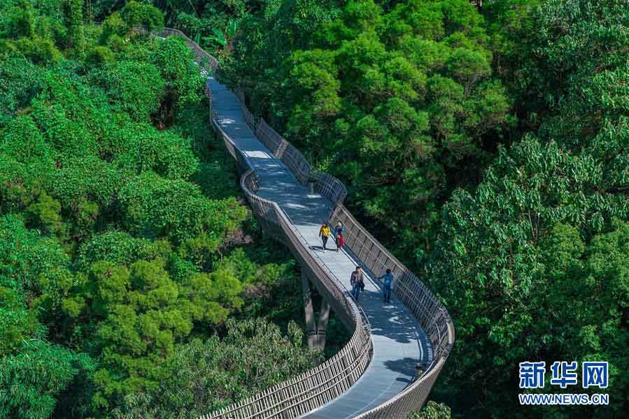 森林に囲まれ空中散歩　福州市安らぎの森林遊歩道　福建省