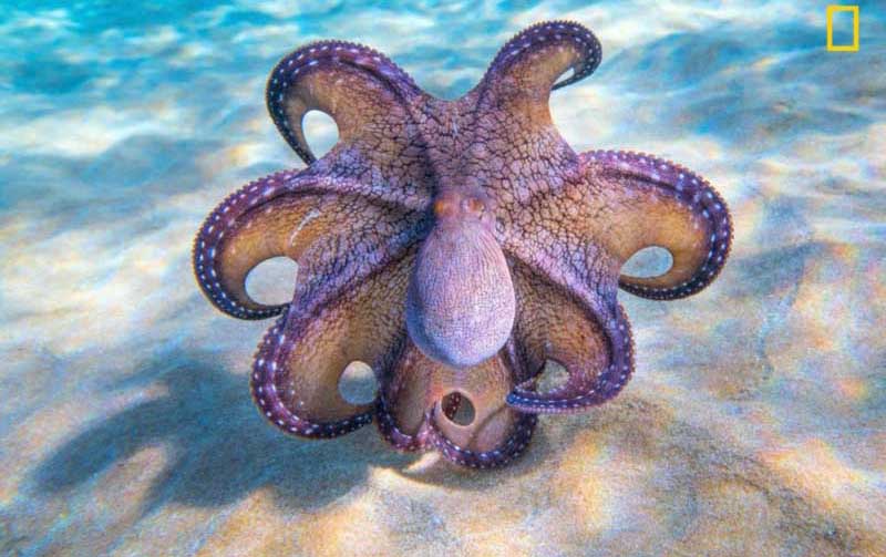 米「ナショナルジオグラフィック」寫真コンテスト優(yōu)秀作品