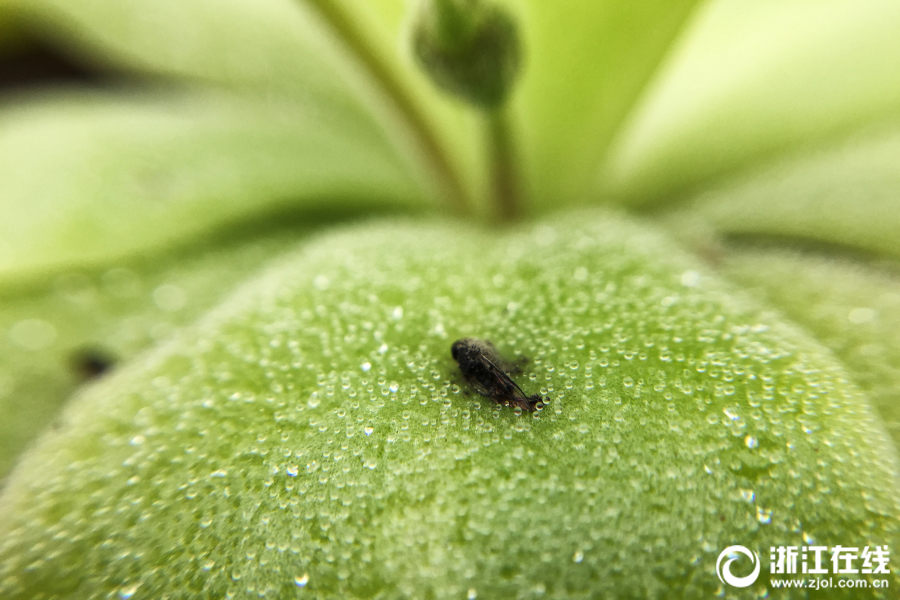 家族の反対を押し切り田舎で食蟲植物を育てる90後の女性　浙江省
