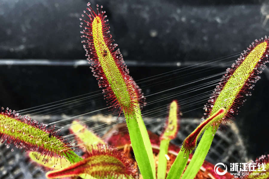 家族の反対を押し切り田舎で食蟲植物を育てる90後の女性　浙江省