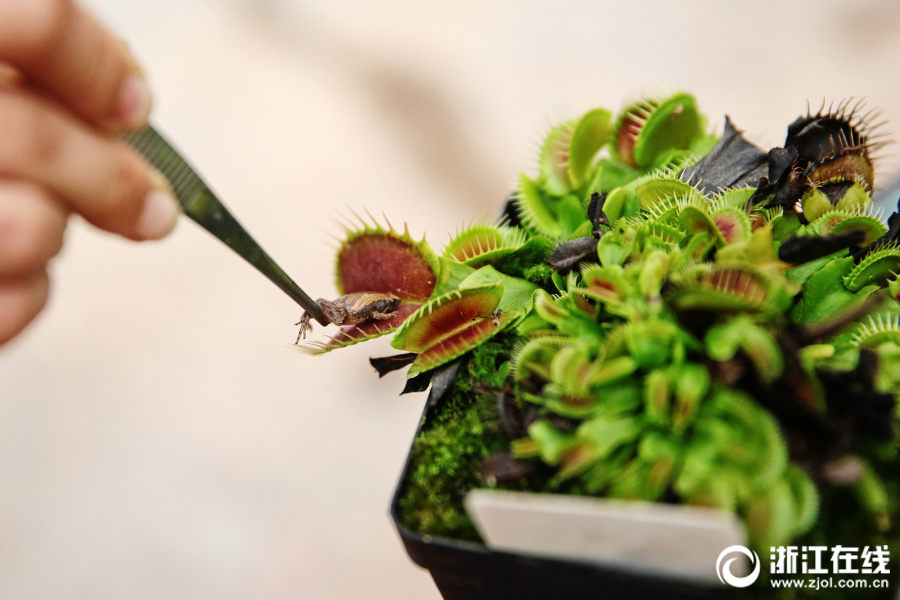 家族の反対を押し切り田舎で食蟲(chóng)植物を育てる90後の女性　浙江省
