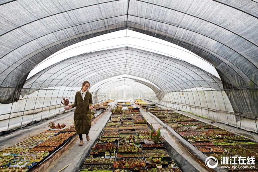 家族の反対を押し切り田舎で食蟲植物を育てる90後の女性　浙江省