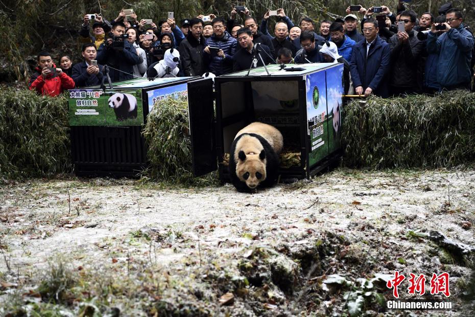 野生化プロジェクトのジャイアントパンダ2頭が自然に帰る　四川省