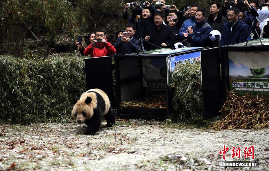 野生化プロジェクトのジャイアントパンダ2頭が自然に帰る　四川省