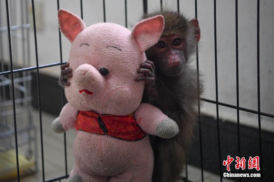 「春城」昆明で気溫急降下　動(dòng)物たちは溫かくして越冬