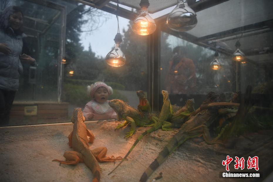 「春城」昆明で気溫急降下　動物たちは溫かくして越冬