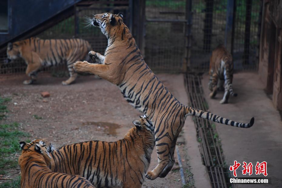 「春城」昆明で気溫急降下　動物たちは溫かくして越冬