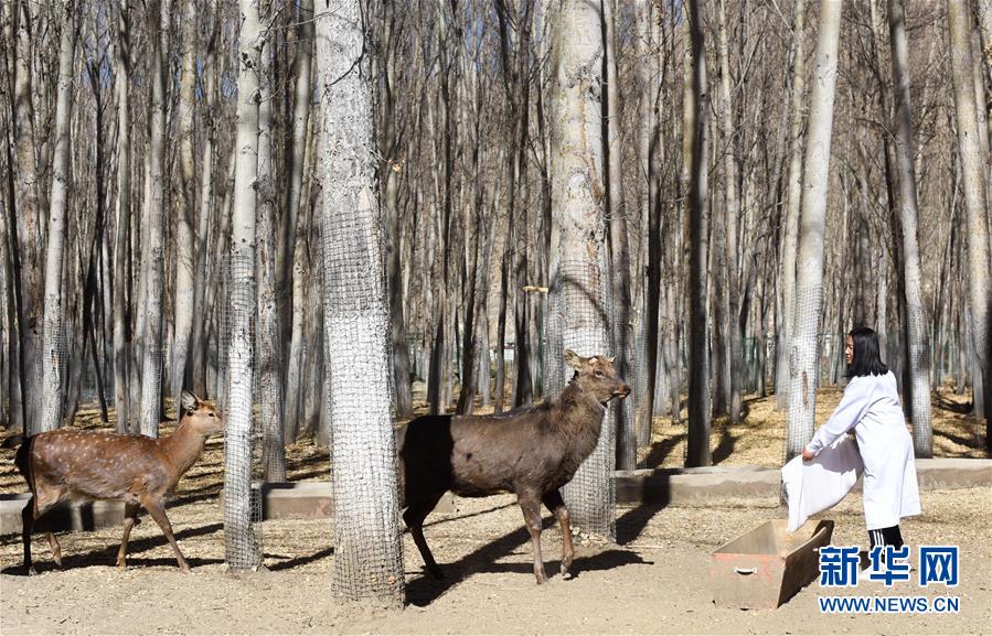 ラサの曲水動物園　高原に暮らす動物たち