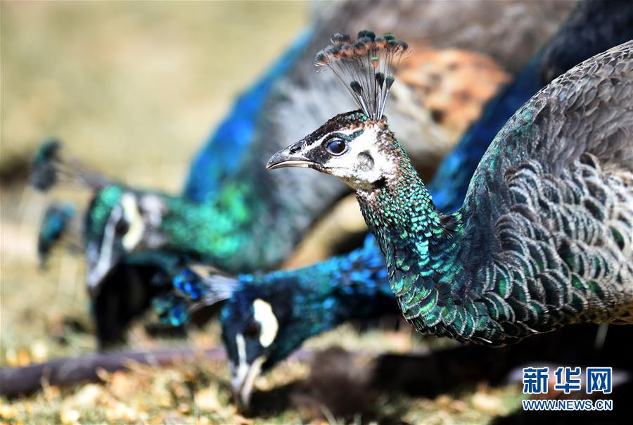 ラサの曲水動物園　高原に暮らす動物たち