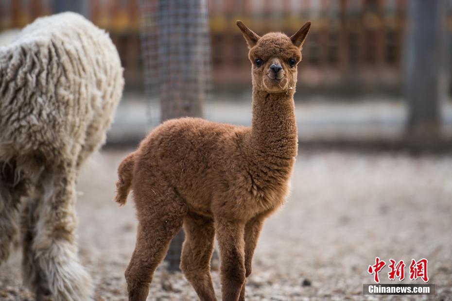 チベット初のアルパカの赤ちゃん誕生　愛くるしい姿にメロメロ