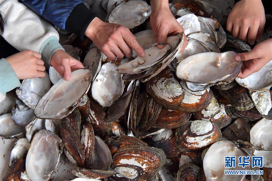 小中學生の発想力を養(yǎng)う　地元の特産を生かした民間アート「貝絵」　江西省