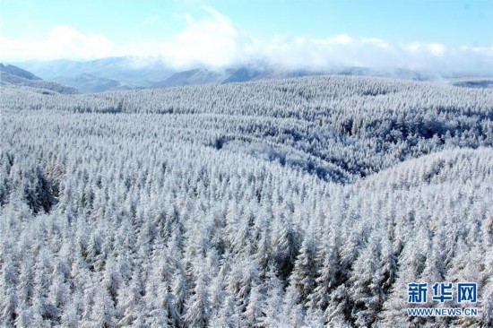 塞罕バ林場の建設(shè)者が國連「地球大賞」を受賞