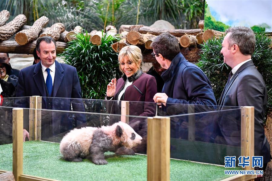 フランスで初めて生まれた赤ちゃんパンダ、「圓夢」と命名