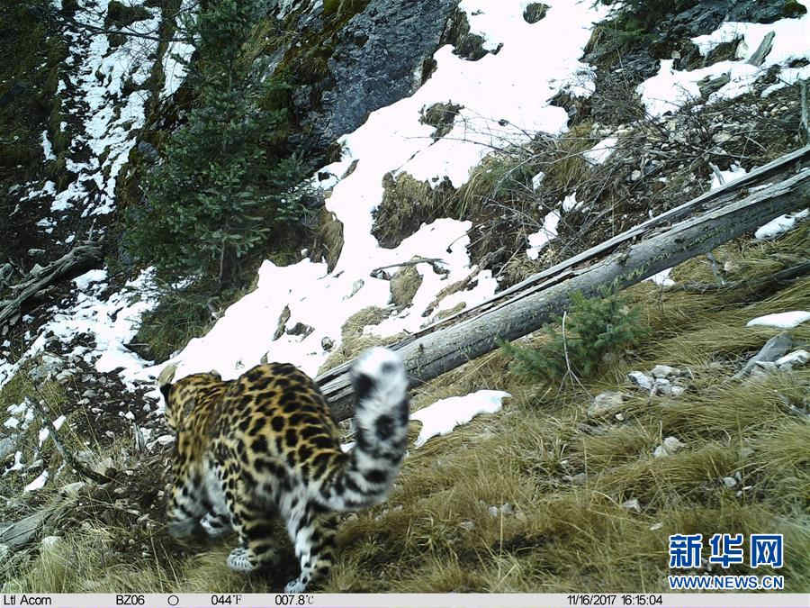 瀾滄江の水源地がヒョウの重要な生息地に