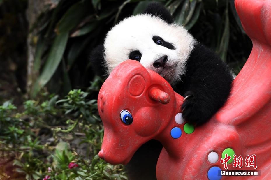 今年誕生の赤ちゃんパンダ、無邪気な可愛さは癒し度抜群！