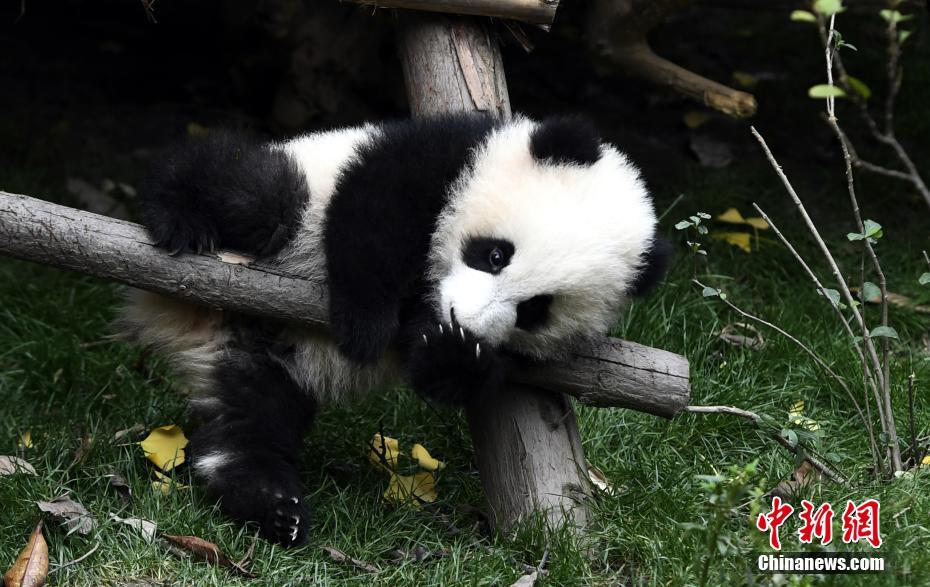 今年誕生の赤ちゃんパンダ、無邪気な可愛さは癒し度抜群！