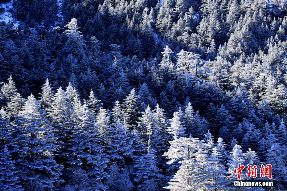 銀の裝いをまとった木々　四川省の景勝地の美しい雪景色