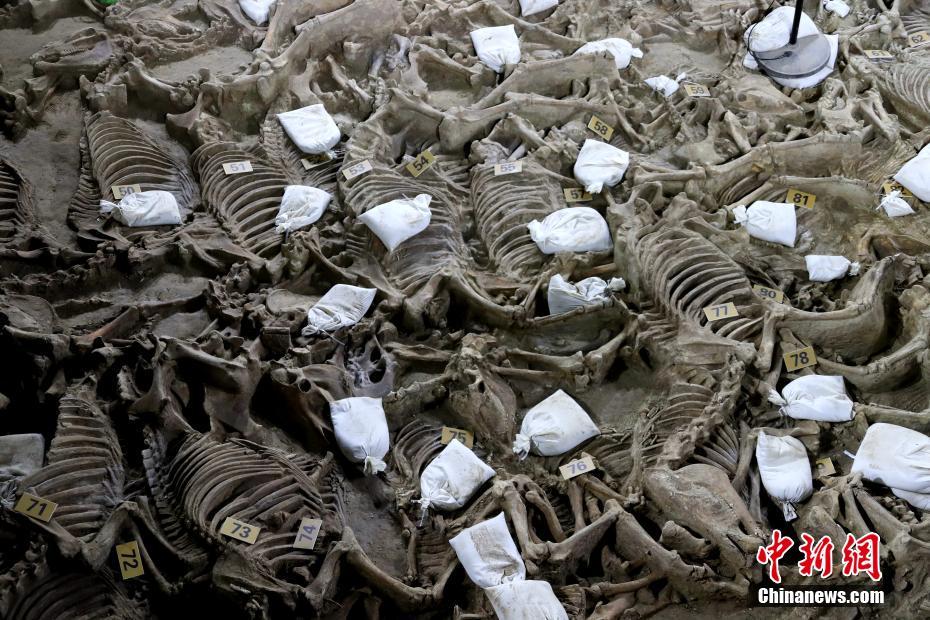 河南省の鄭韓故城から出土の2400年前の豪華な馬車(chē)の様子明らかに