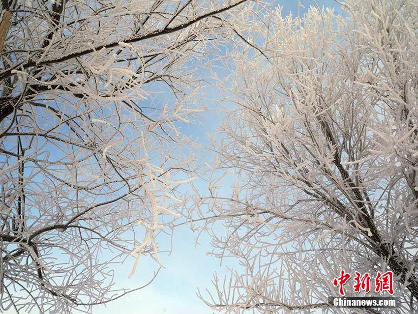 松花江の岸辺に続く幻想的な樹(shù)氷　吉林省