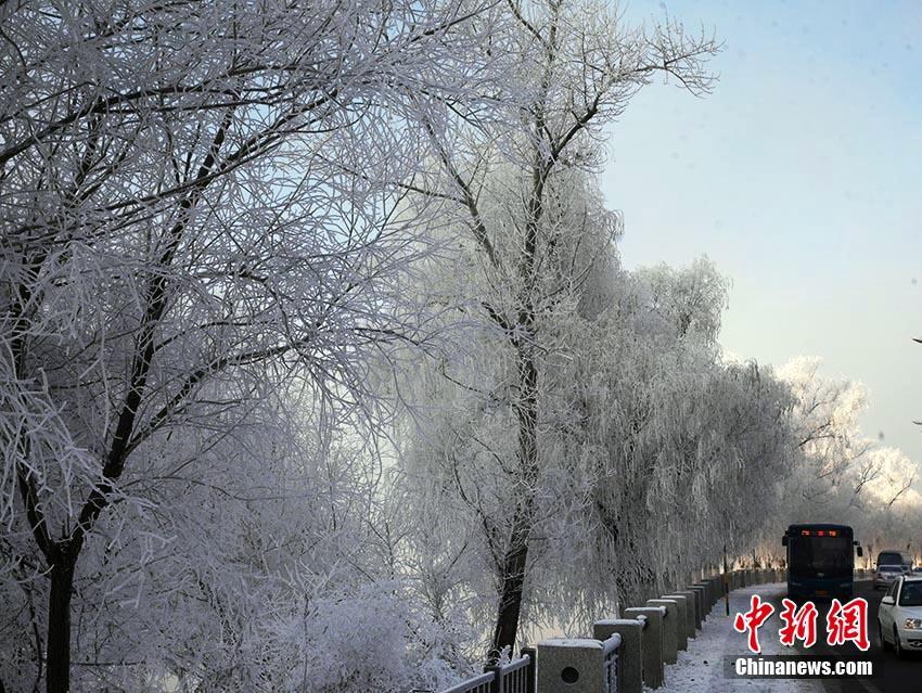 松花江の岸辺に続く幻想的な樹(shù)氷　吉林省