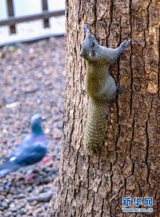 多彩な景色を見せる冬の西湖　杭州