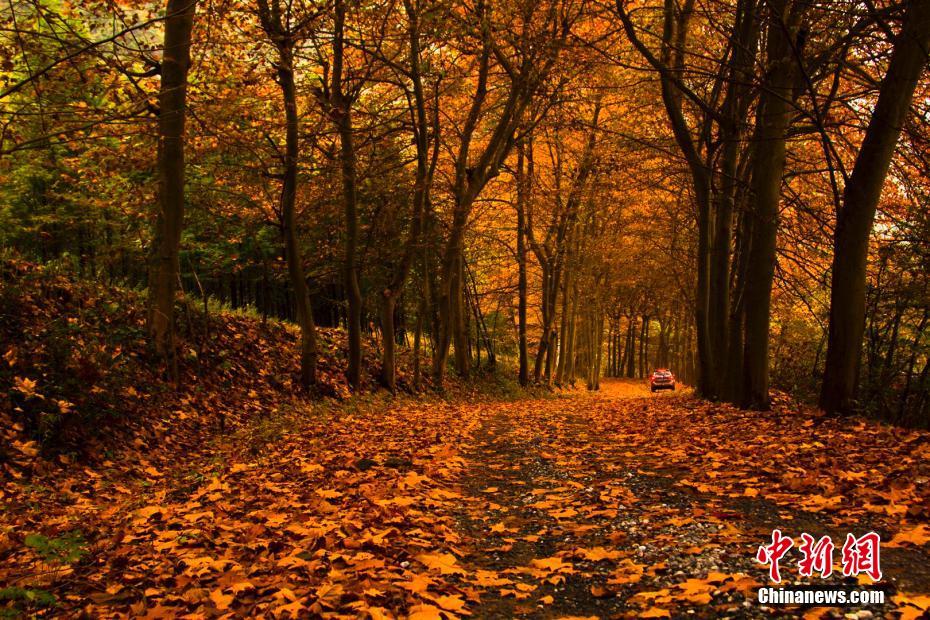 秋の風景と風情留める　宜昌市の各観光地で落ち葉の景観保存　湖北省