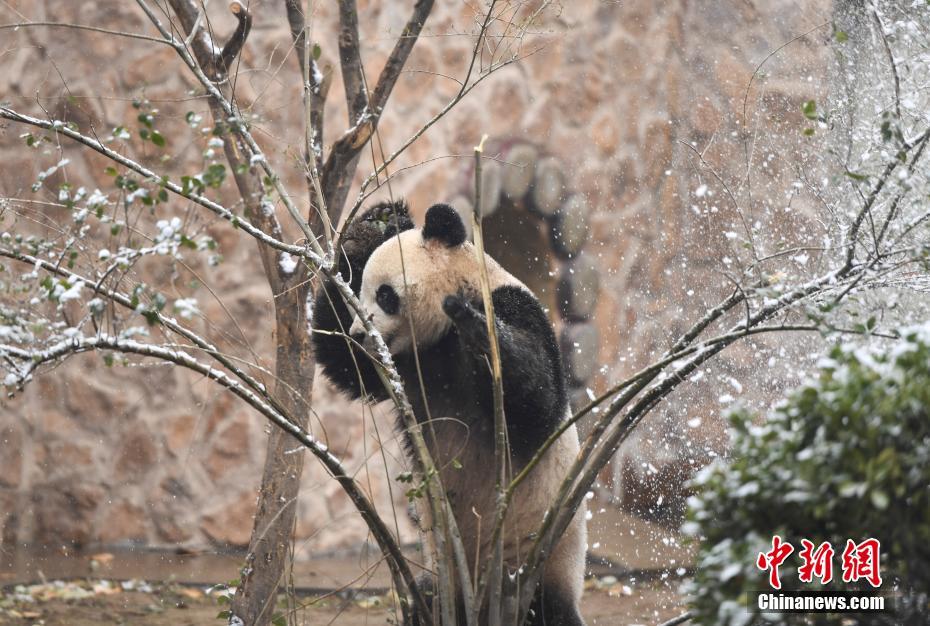済南市で初雪観測、パンダの「雅吉」雪に大はしゃぎ　山東省