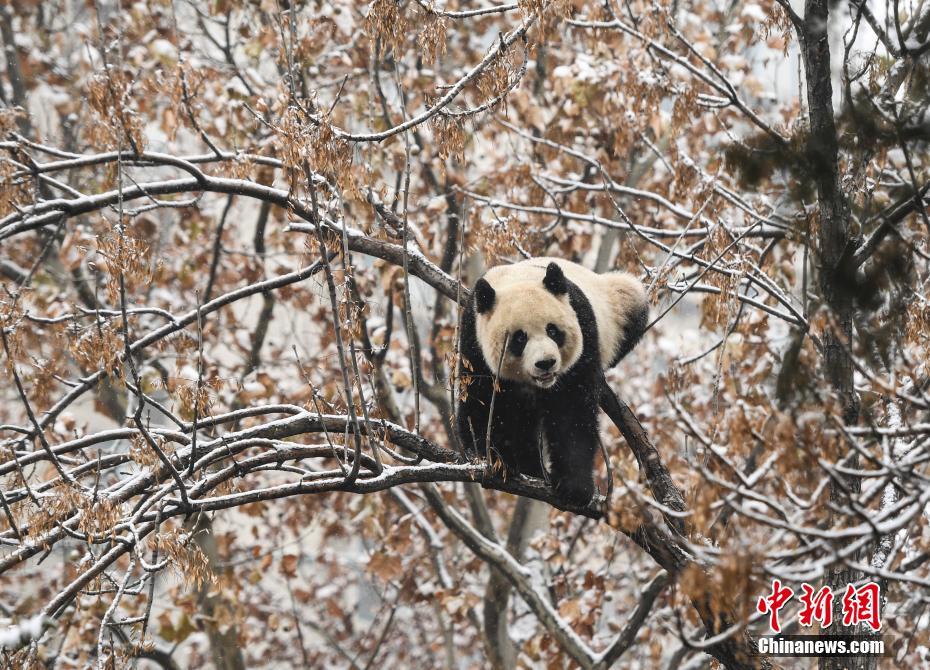 済南市で初雪観測、パンダの「雅吉」雪に大はしゃぎ　山東省