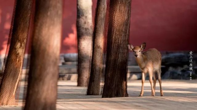 故宮博物院専屬カメラマンの仕事とは？